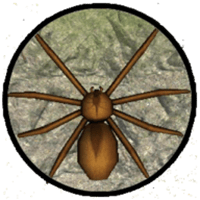 模拟蜘蛛游戏 v1.3 安卓版